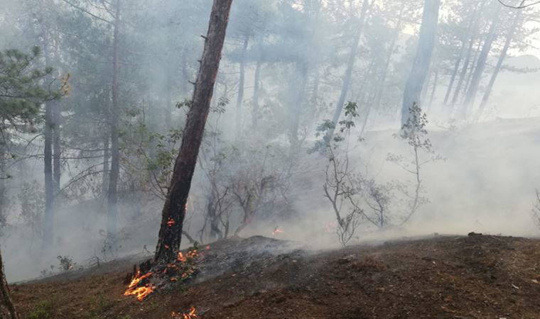 Samsun'da orman yangını: 1,9 hektar kül oldu (24 Nisan 2022) (Video Haber)