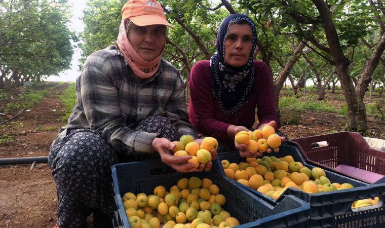 Mersin'de ilk hasadı yapılan kayısı 100 TL'den alıcı buldu