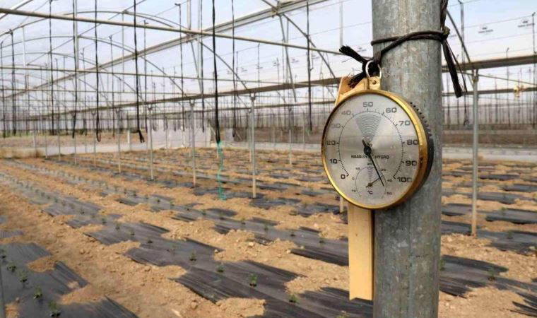 Seralarda hasat için gün sayıyor