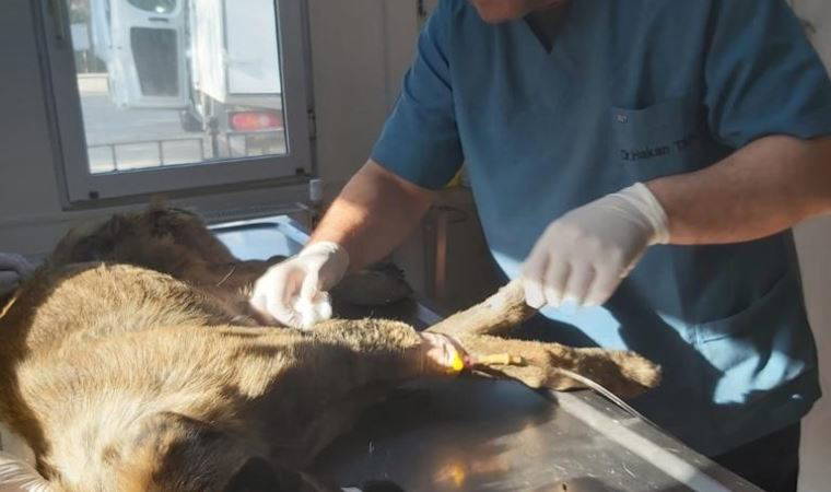 Köpeği çöplüğe attılar, acı feryadını duyanlar kurtardı (25 Nisan 2022) (Video Haber)