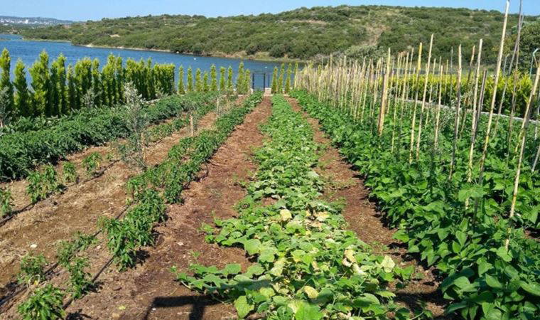 Küresel kıtlıkla mücadelede örnek köy: Kemallı Köyü