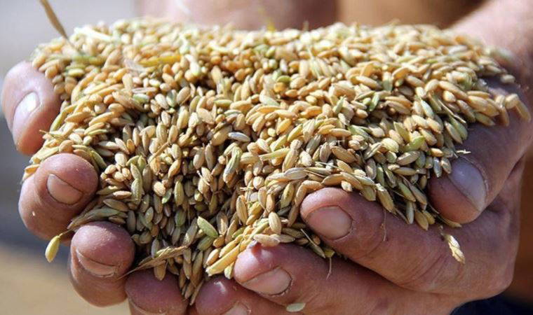 Düzce'de çiftçilere 40 ton yerli çeltik tohumu dağıtıldı