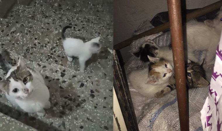 Hayvan cinayeti: Bursa'da 4 yavru kedi katledildi! (28 Nisan 2022)