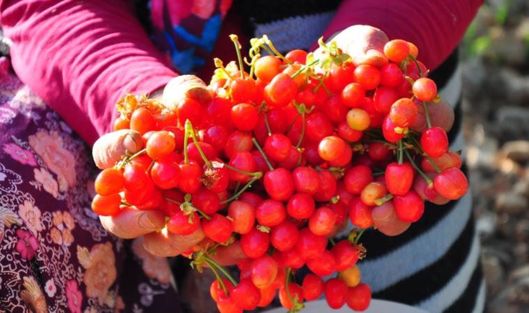 Manisa'da sezonun ilk kirazı 700 TL'den satıldı (28 Nisan 2022) (Video Haber)