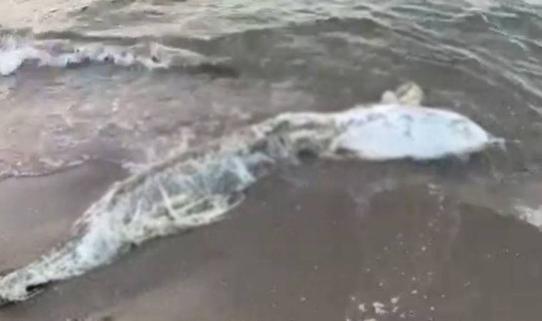 Bursa'da bir ölü yunus daha karaya vurdu (29 Nisan 2022) (Video Haber)