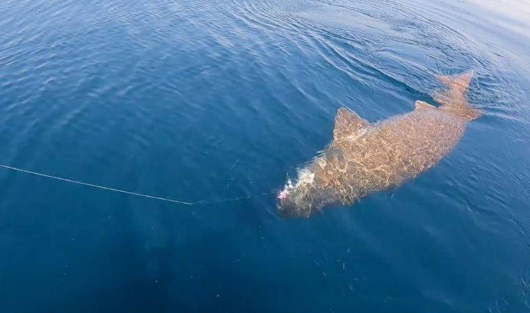 Balıkçıların oltasına 500 kiloluk köpek balığı takıldı