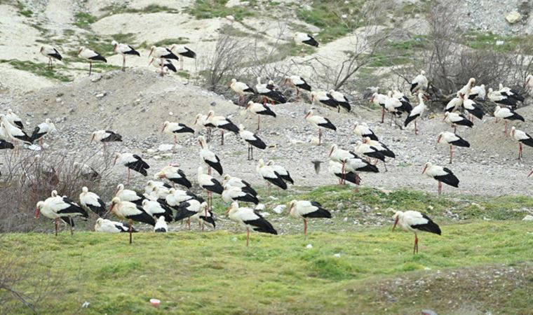 Ayvalık’ı leylekler bastı