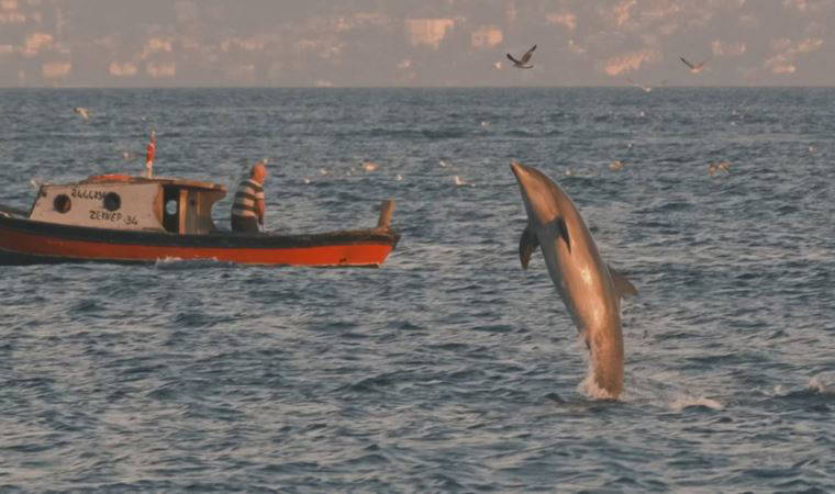 Alman fotoğrafçının gözünden İstanbul'un yunusları: 'Bazen 3 saat bekliyorum'