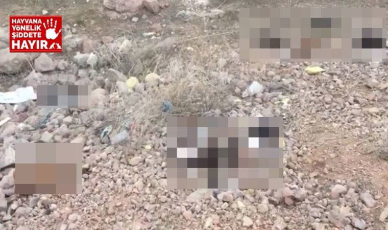 Ankara'da köpek katliamı: 7 tane yavru pitbull yavrusu ölü bulundu