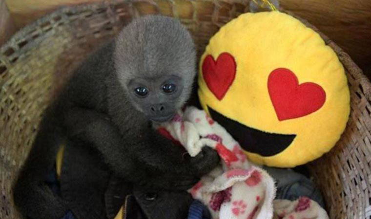 İlk kez bir ülke, vahşi doğada yaşayan hayvanlara yasal haklar tanıdı