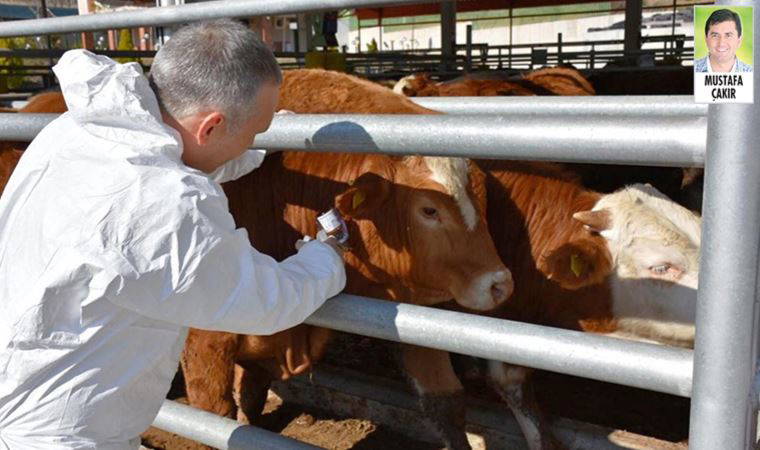 Tarım ve Orman Bakanlığı’nın hayvan sayılarını iki günde belirleme talimatı inandırıcı bulunmadı