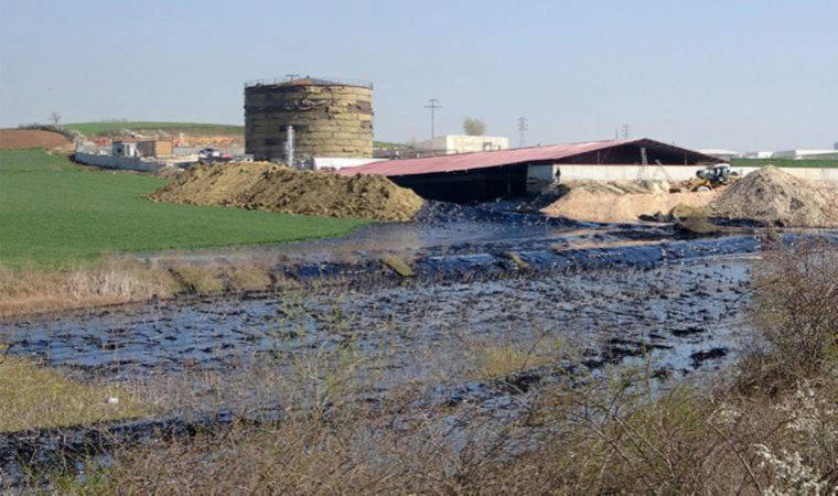 Edirne’de çevre katliamı: Tonlarca zift çevreye yayılıyor (06 Nisan 2022) (Video Haber)