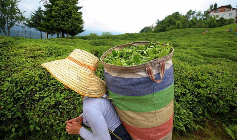 ÇAYKUR'da rekor zarar, yönetime menfaat