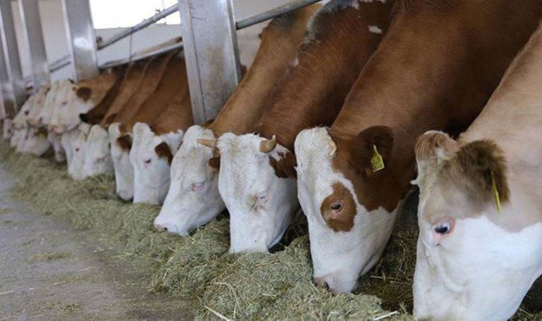 Resmi Gazete'de yayımlandı: Bazı hayvan hastalıkları için yeni 'tazminat' kararı