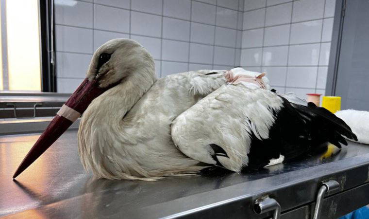 'Bahar leylek' için kritik süreç: '2 ay içinde uçmaya başlayabilir'