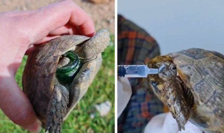 'Hayat tamircisi', kırık şişeye başı sıkışan kaplumbağayı kurtardı (09 Nisan 2022) (Video Haber)