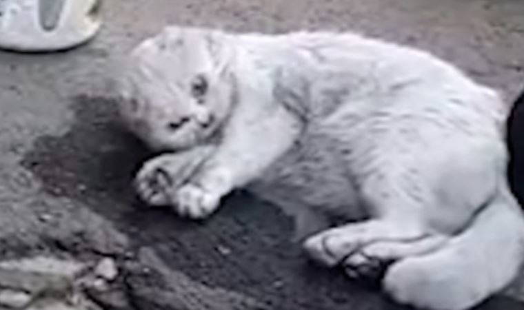 Yangından etkilenen kediyi hayata döndürdüler