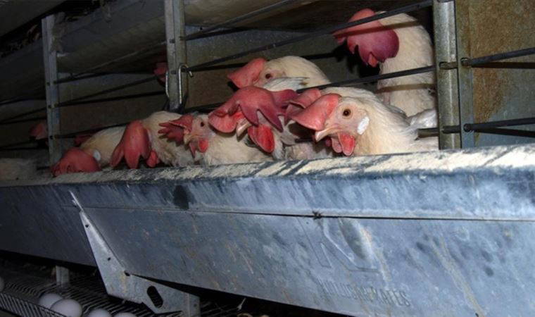 TÜİK mart ayı kümes hayvancılığı üretimini açıkladı