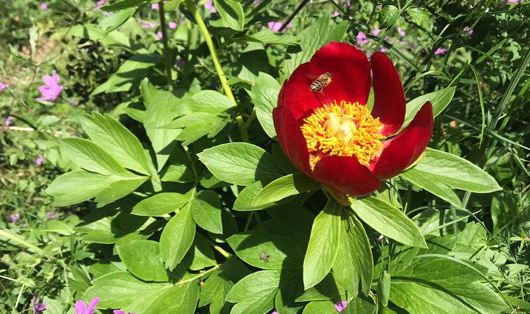 İstanbul’da nadir yetişiyor, koparmanın cezası 110 bin TL