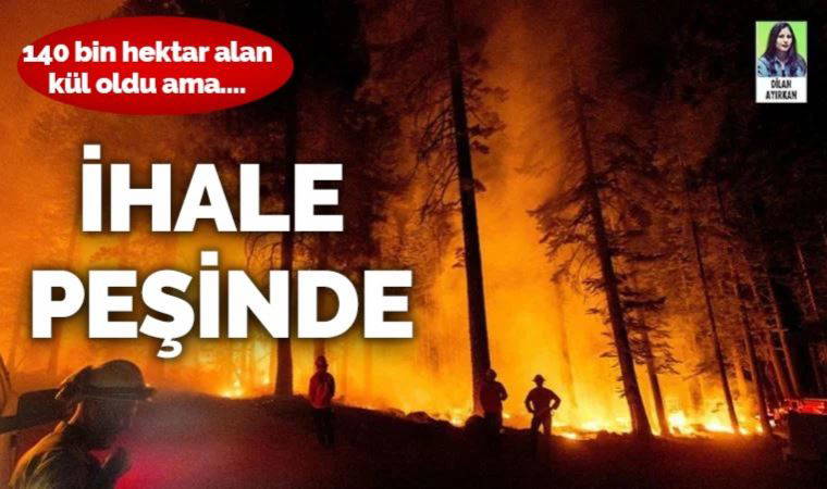 Binlerce hektar alanı kül eden yangınlara karşın gereken adımlar atılmadı