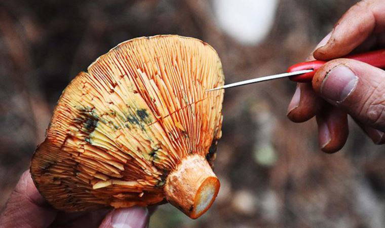 Uzmandan mantar zehirlenmelerine karşı uyarı