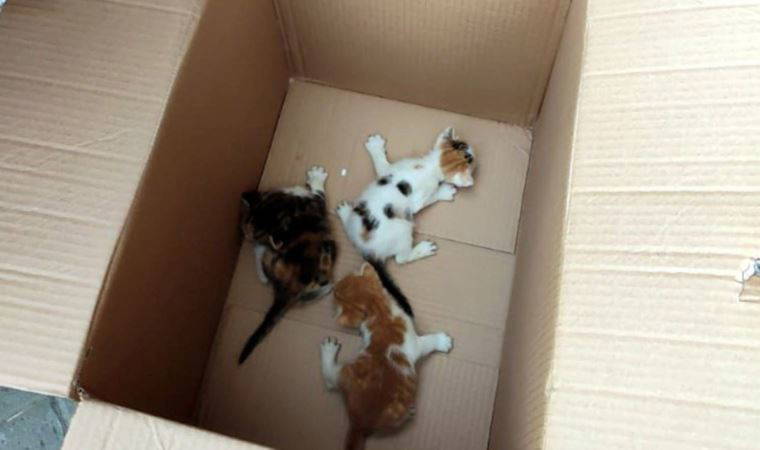 Avcılar'da yavru kedileri kurtarmak için itfaiye seferber oldu.