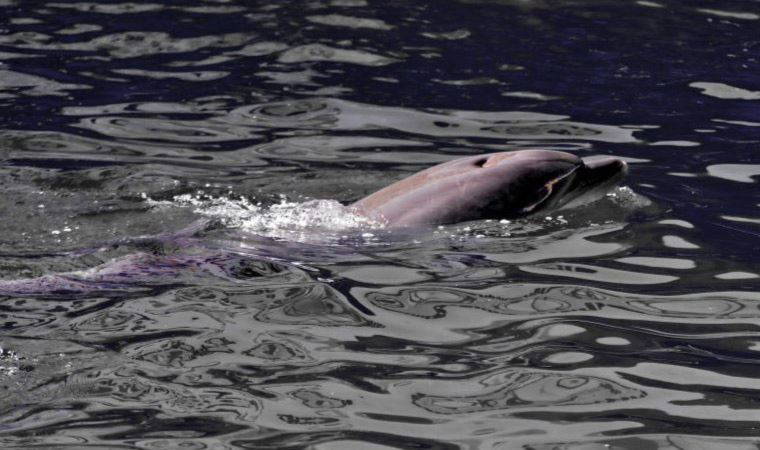 Türkiye'nin Karadeniz kıyılarına vuran ölü yunusların nedeni 'Ukrayna savaşı olabilir'