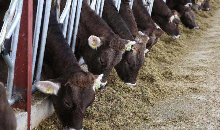 Süte gelen zamdan sonra yem fiyatları da yükseldi