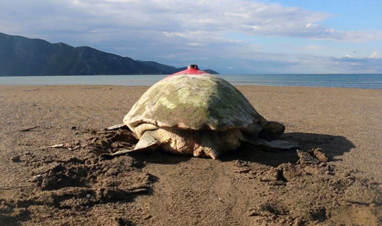 Uydu takip cihazlı 9 deniz kaplumbağasının 'sinyali' kesildi
