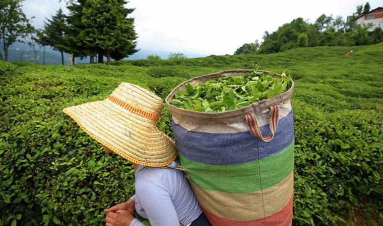 Çay üreticilerinden 'insanca yaşam' isyanı