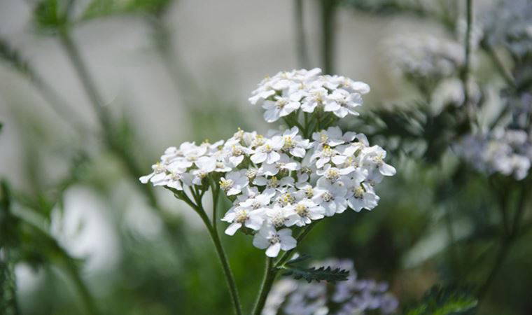 Şifanın ve aşkın bitkisi