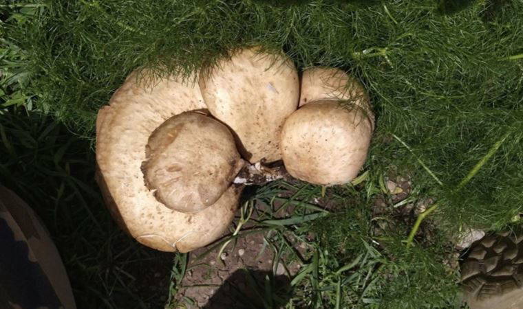 Doğada sadece 14 gün yetişiyor fiyatı el yakıyor