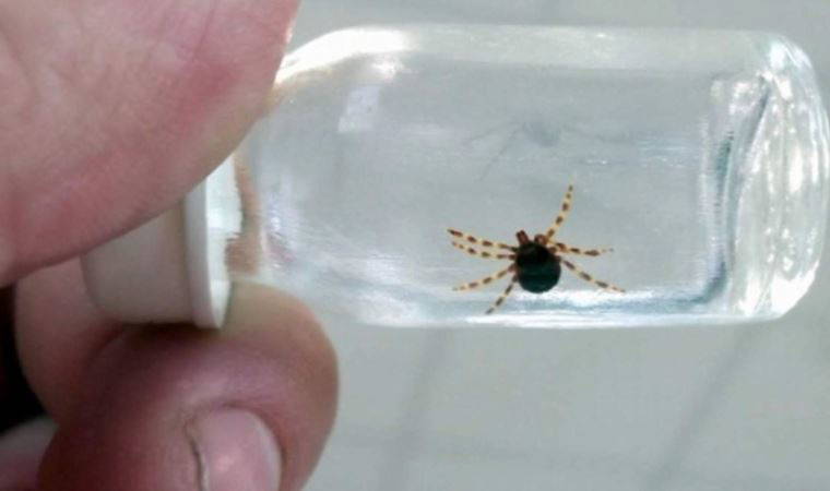 Çorum'da kene ısıran kişi öldü