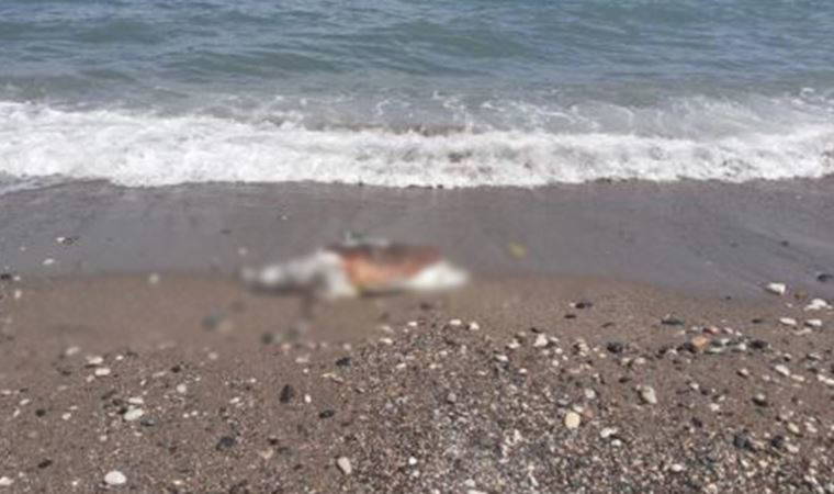 Mersin'de ölü caretta caretta sahile vurdu