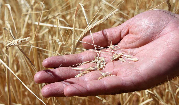Buğday fiyatları son iki ayın en hızlı yükselişini yaşadı