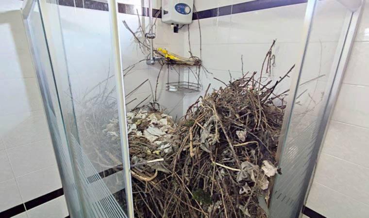 Sakarya'da şaşırtan olay: Kargalar evi çöp ve dallarla doldurdu