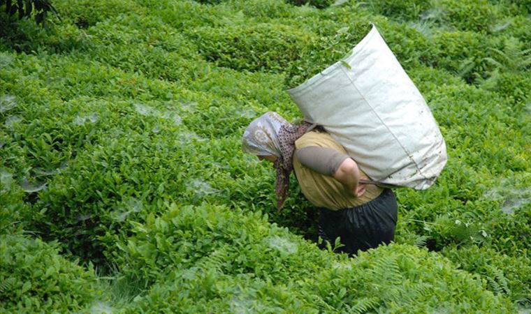 Yaş çay alım ücretinin artmasının ardından çaya gelen zam dudak uçuklattı