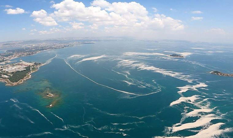 Küresel ısınma balık türlerini vurdu: Marmara'da balık azalıyor