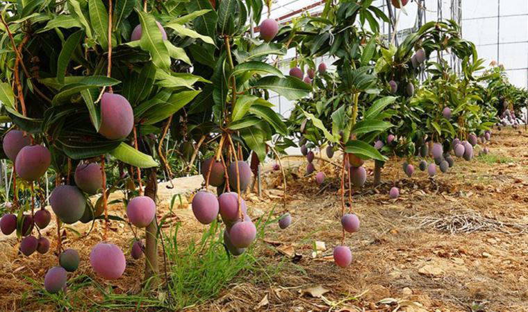 Kırklareli İl Tarım ve Orman Müdürlüğü'nden meyve üreticilerine uyarı