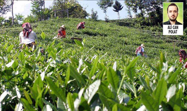 Yaş çay alım fiyatlarındaki artış üreticiden önce raflara yansıdı