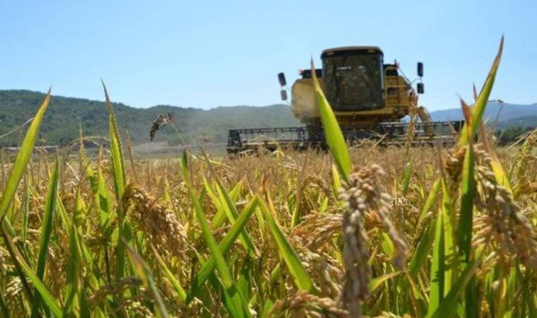 Beyaz altının sofralara uzanan yolculuğu başladı