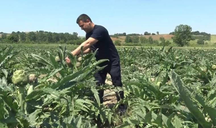 Coğrafi işaret tescilli Hasanağa enginarında hasat zamanı (19 Mayıs 2022)