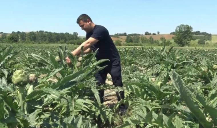 Coğrafi işaret tescilli Hasanağa enginarında hasat zamanı (19 Mayıs 2022) (Video Haber)
