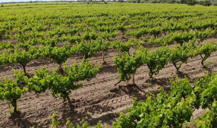 Üzüm üreticisine ek gelir sağlayan asma yaprağında ihracat