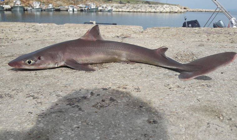 Oltasına camgöz cinsi yavru köpek balığı takıldı