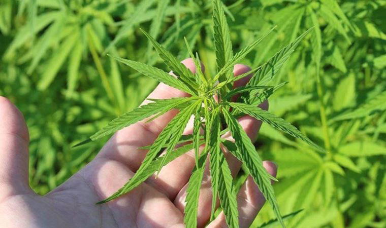 Kastamonu'da tekstil sektörü için kenevir üretimine başlanıyor