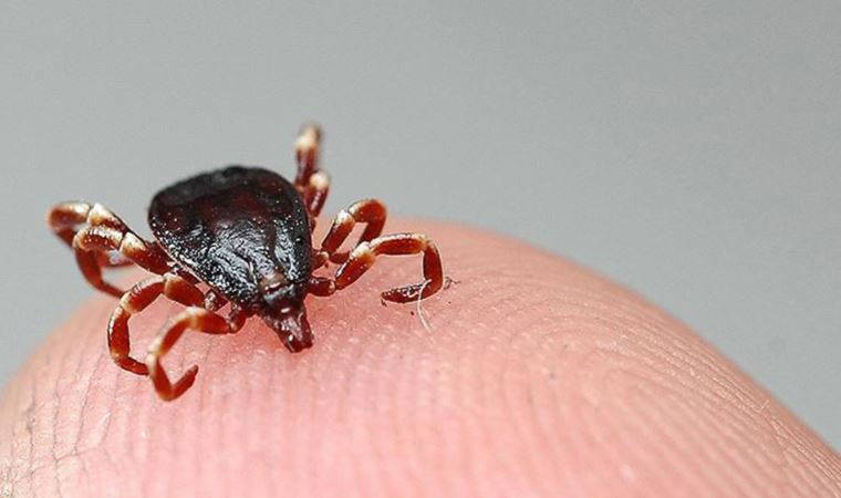 Kenelerde bulaşan 'sessiz pandemi': Iyme hastalığı