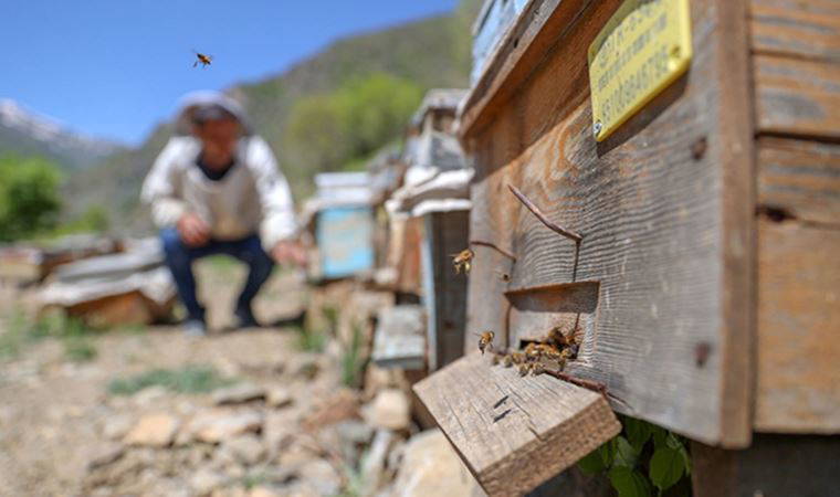 Yağışla artan bitki çeşitliliği arıcıları sevindirdi