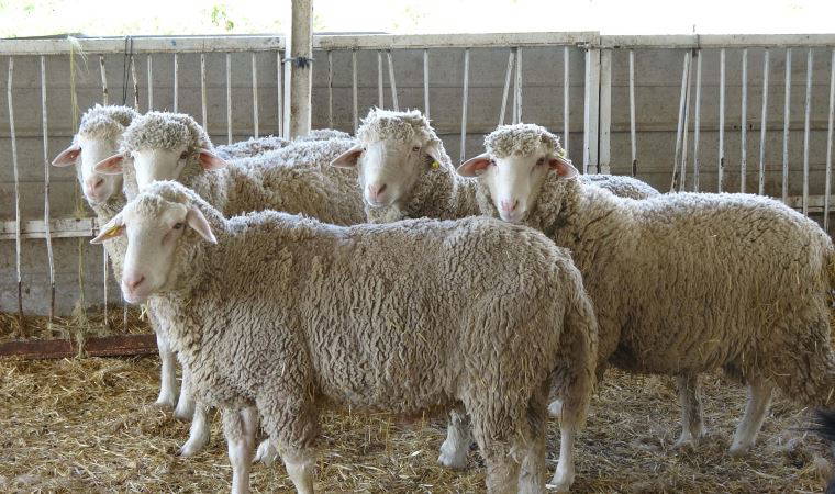 Prof. Dr. Akmaz: Konya havzasındaki küçükbaş sayısında yüzde 60 azalma var (21 Mayıs 2022) (Video Haber)