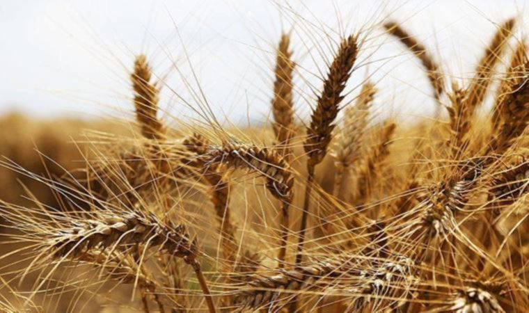 CHP'li Ömer Fethi Gürer açıkladı: 'Buğdayda korkulan oldu' (22 Mayıs 2022)